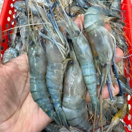 গলদা চিংড়ি